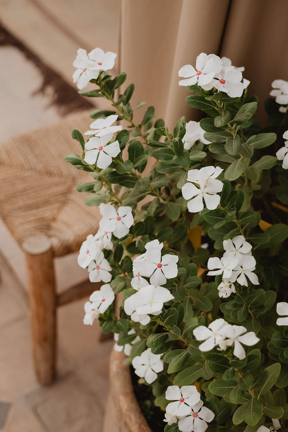 Potted white flowers beside a straw stool